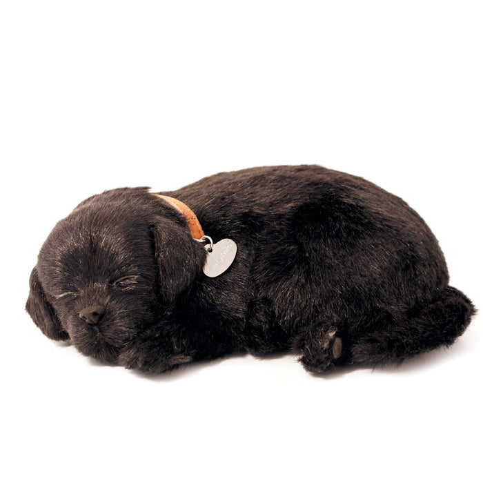 Original Black Lab Perfect Petzzz