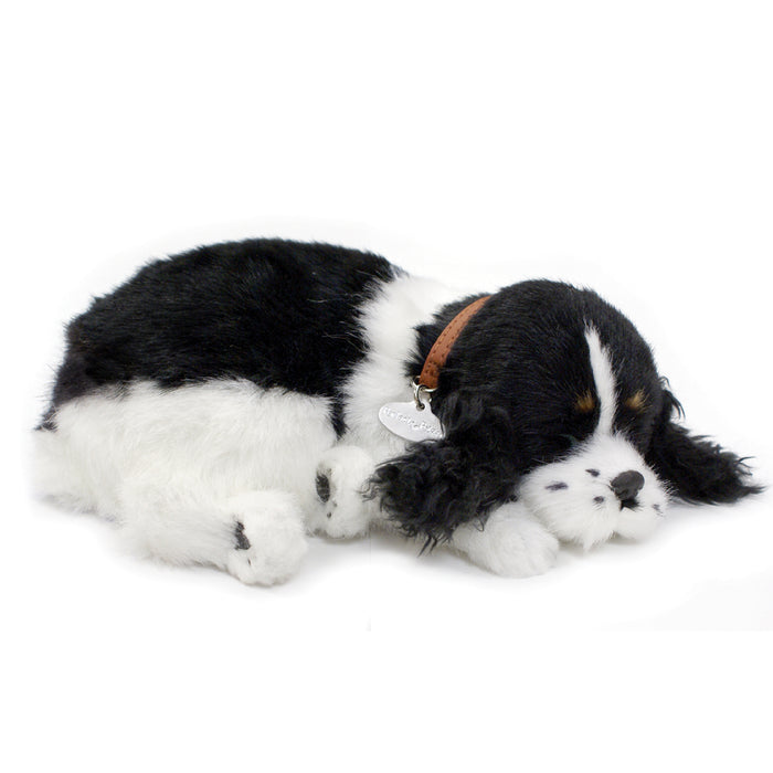 Original Cocker Spaniel Perfect Petzzz