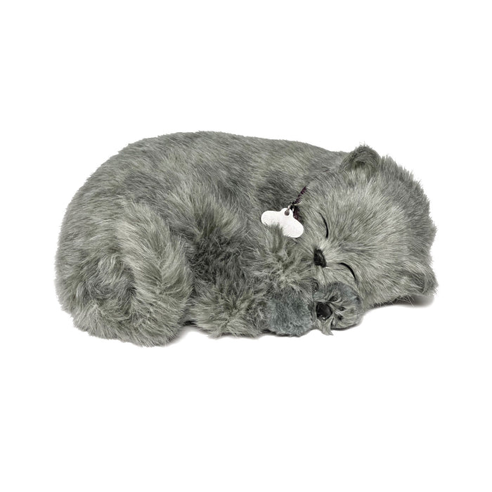 Original Gray Shorthair Cat Perfect Petzzzz - image 2