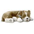 Original Pitbull Perfect Petzzzz