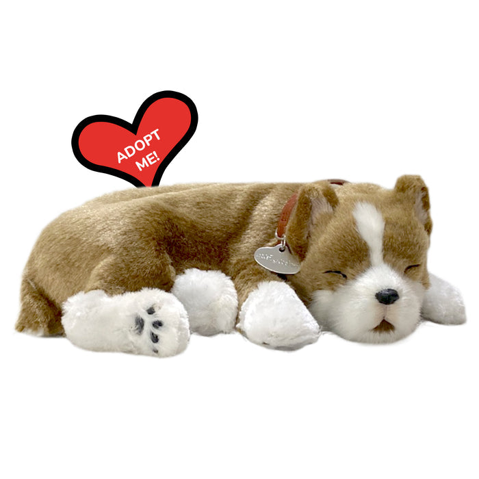 Original Pitbull Perfect Petzzzz - image 8