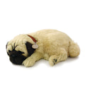 Original Pug Perfect Petzzz