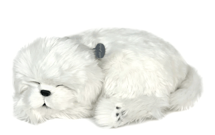 Perfect Petzzz Maltese - image 2