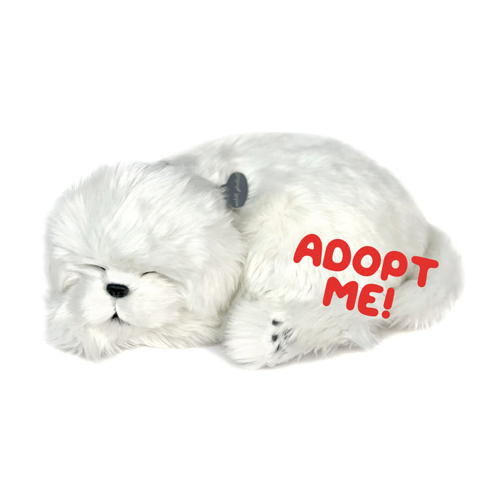 Perfect Petzzz Maltese - image 4